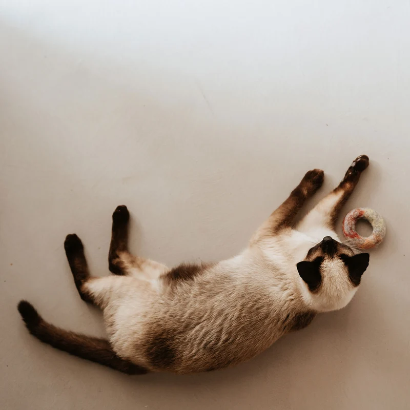Katzenspielzeug Filzring